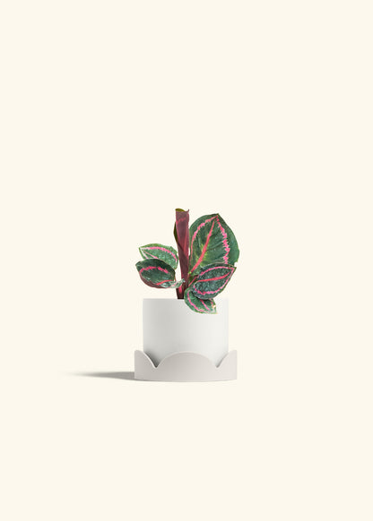 Calathea Dottie in a 4 inches White Classic Cylinder Planter in a Oat Petal Drip Tray