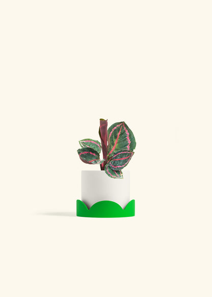 Calathea Dottie in a 4 inches White Classic Cylinder Planter in a Shamrock Petal Drip Tray