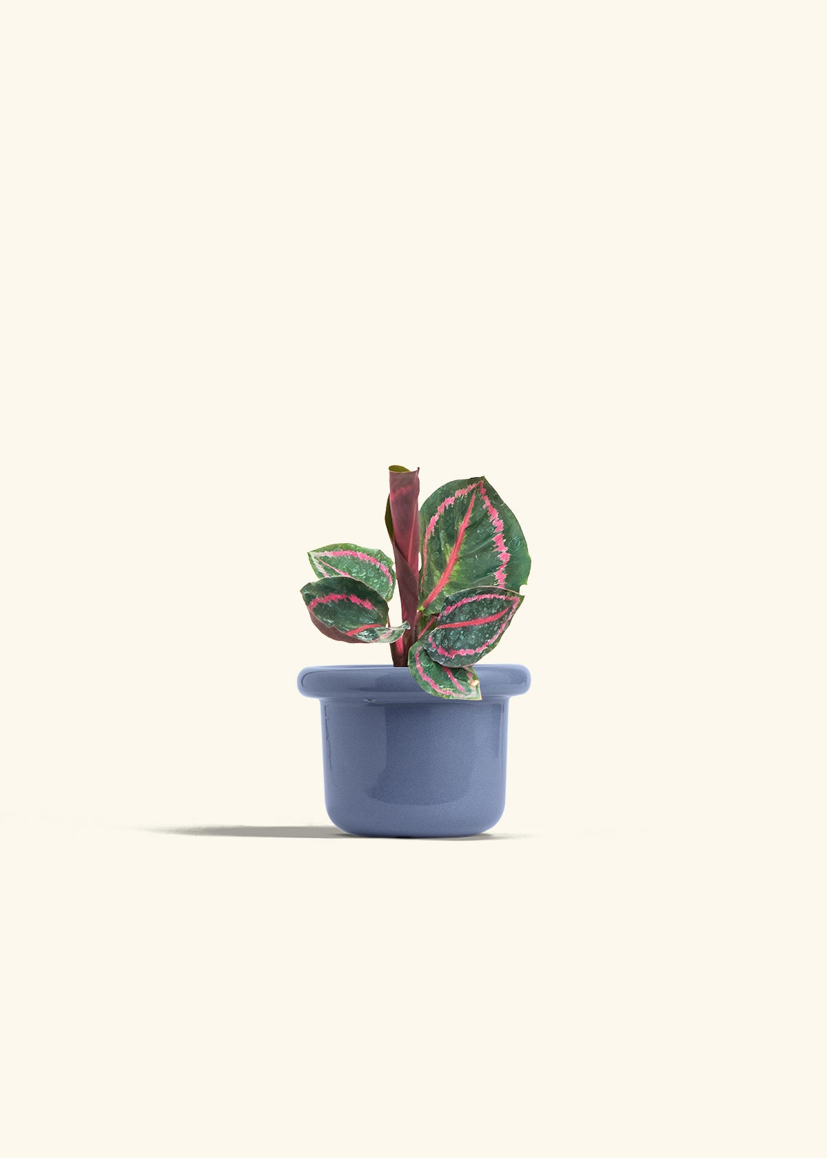 Calathea Dottie in a 4 inches Fat Lip Blue Planter 