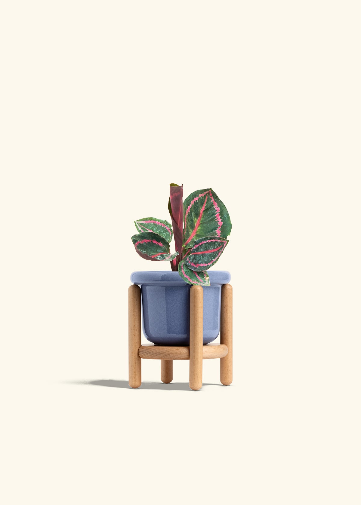 Calathea Dottie in a 4 inches Fat Lip Blue Planter in a Beech Wood Stand