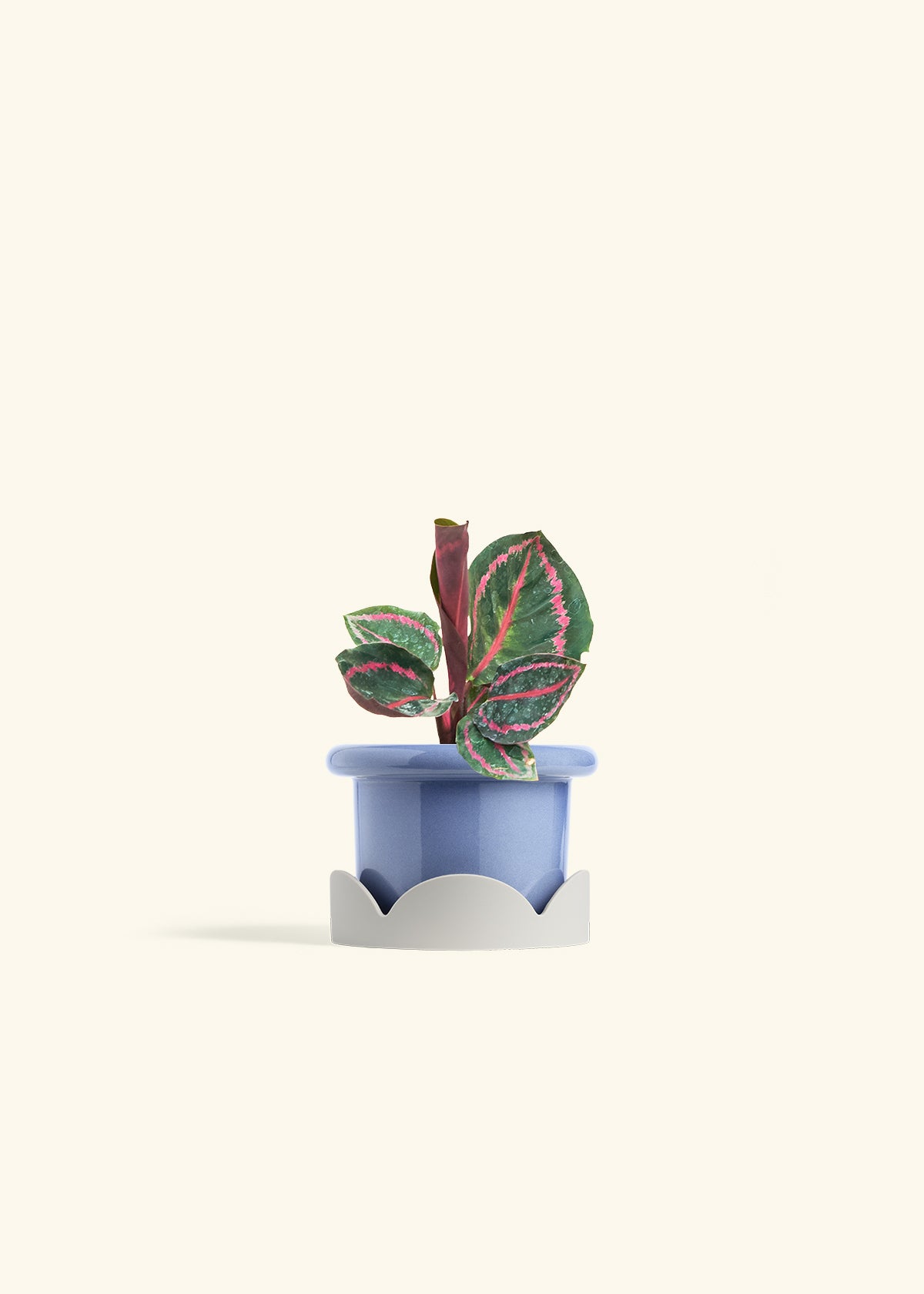 Calathea Dottie in a 4 inches Fat Lip Blue Planter in a Oat Petal Drip Tray