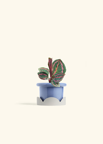 Calathea Dottie in a 4 inches Fat Lip Blue Planter in a Oat Petal Drip Tray