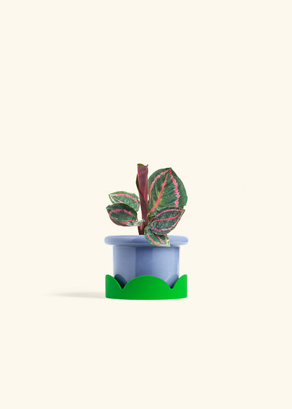 Calathea Dottie in a 4 inches Fat Lip Blue Planter in a Shamrock Petal Drip Tray