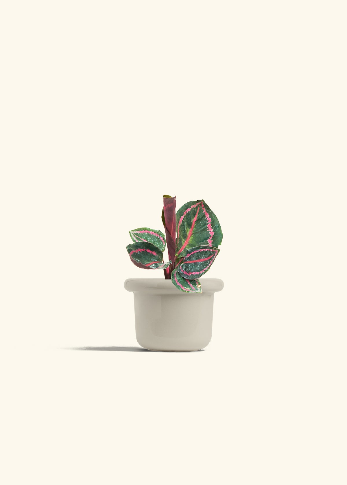 Calathea Dottie in a 4 inches Fat Lip Oat Planter 