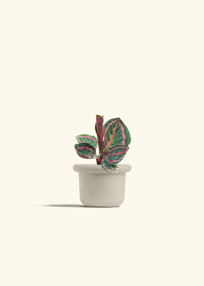 Calathea Dottie in a 4 inches Fat Lip Oat Planter 