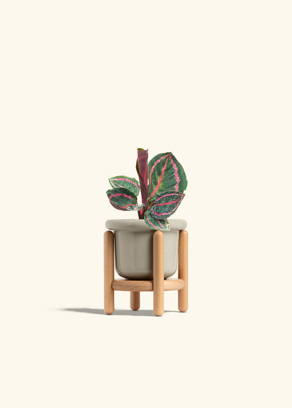 Calathea Dottie in a 4 inches Fat Lip Oat Planter in a Beech Wood Stand