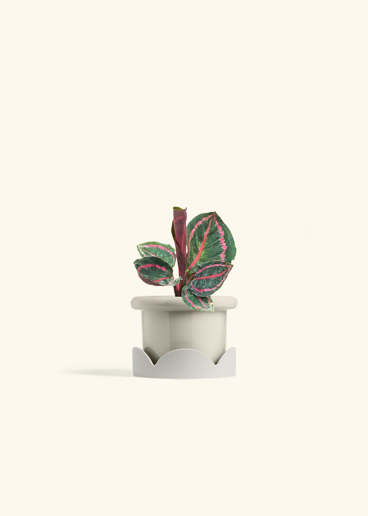 Calathea Dottie in a 4 inches Fat Lip Oat Planter in a Oat Petal Drip Tray