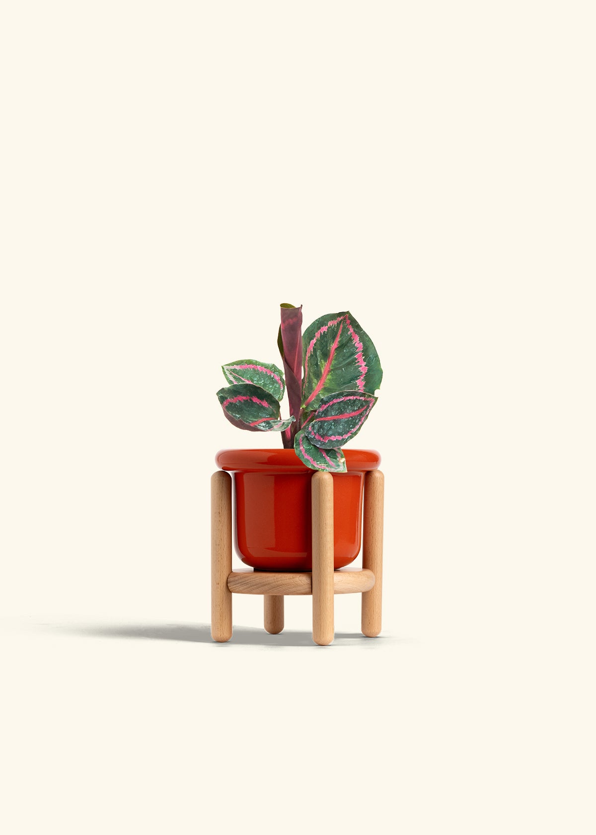 Calathea Dottie in a 4 inches Fat Lip Red Planter in a Beech Wood Stand