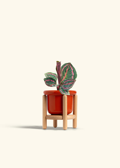 Calathea Dottie in a 4 inches Fat Lip Red Planter in a Beech Wood Stand