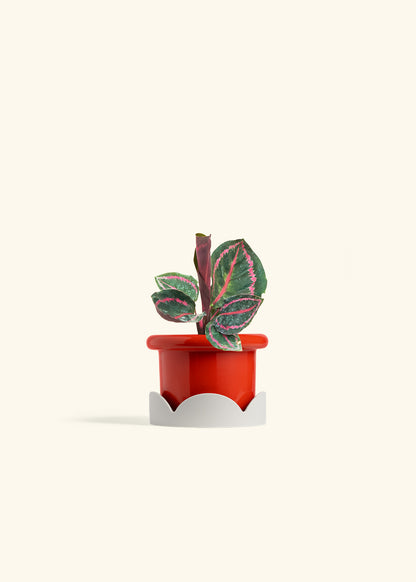 Calathea Dottie in a 4 inches Fat Lip Red Planter in a Oat Petal Drip Tray