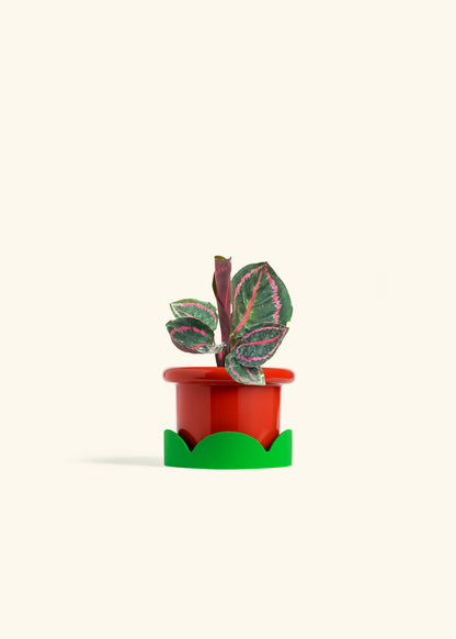 Calathea Dottie in a 4 inches Fat Lip Red Planter in a Shamrock Petal Drip Tray
