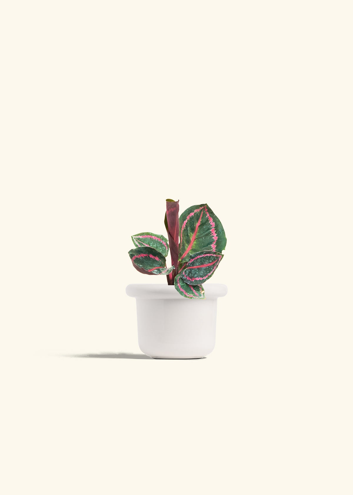 Calathea Dottie in a 4 inches Fat Lip White Planter 