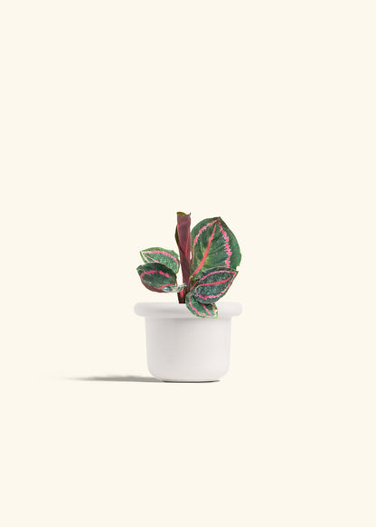 Calathea Dottie in a 4 inches Fat Lip White Planter 