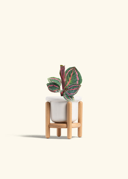 Calathea Dottie in a 4 inches Fat Lip White Planter in a Beech Wood Stand