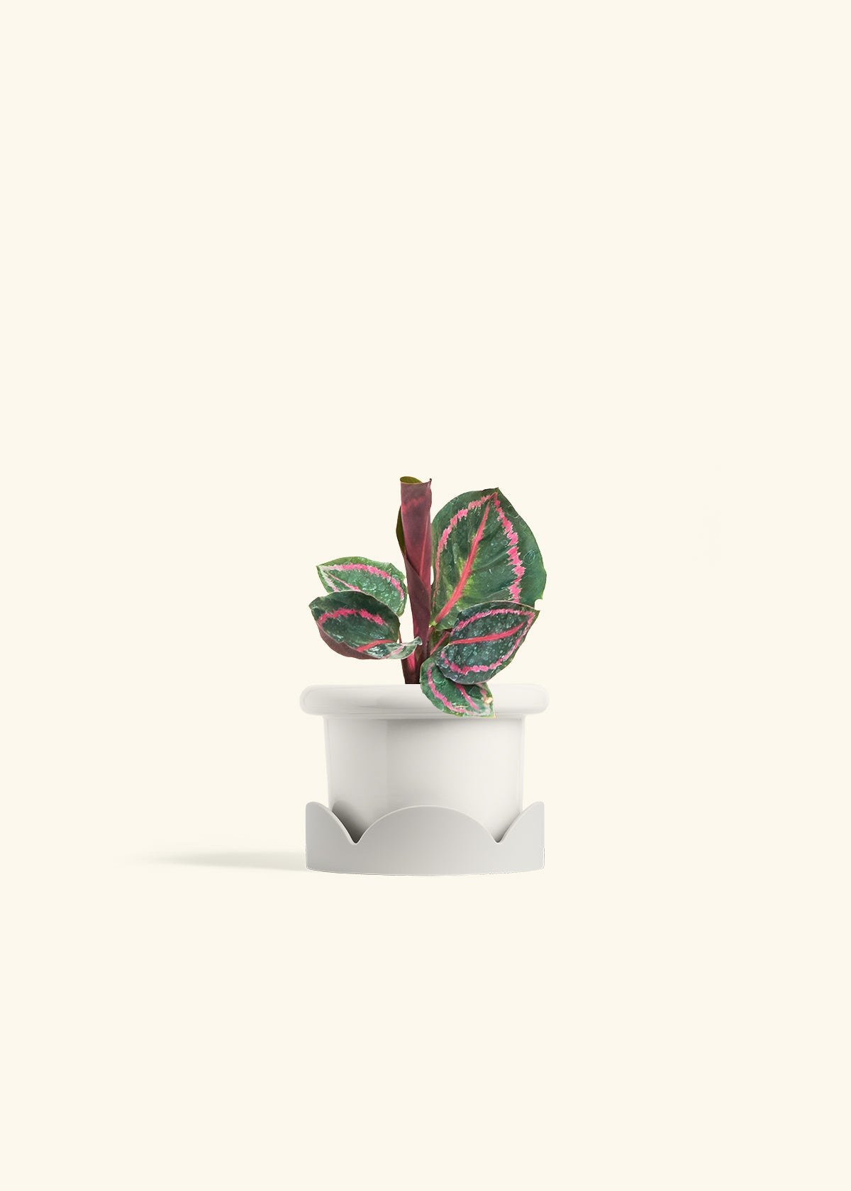 Calathea Dottie in a 4 inches Fat Lip White Planter in a Oat Petal Drip Tray