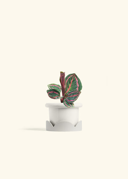 Calathea Dottie in a 4 inches Fat Lip White Planter in a Oat Petal Drip Tray