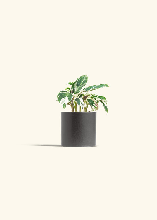 Calathea Fusion White in a 4 inches Charcoal Classic Cylinder Planter 