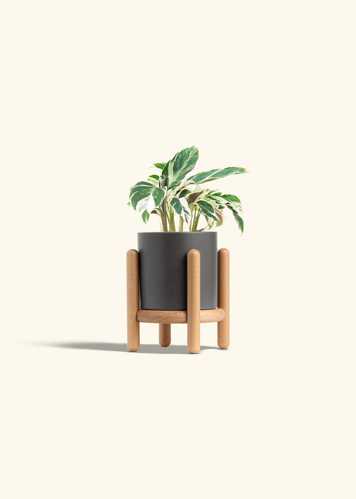 Calathea Fusion White in a 4 inches Charcoal Classic Cylinder Planter in a Beech Wood Stand