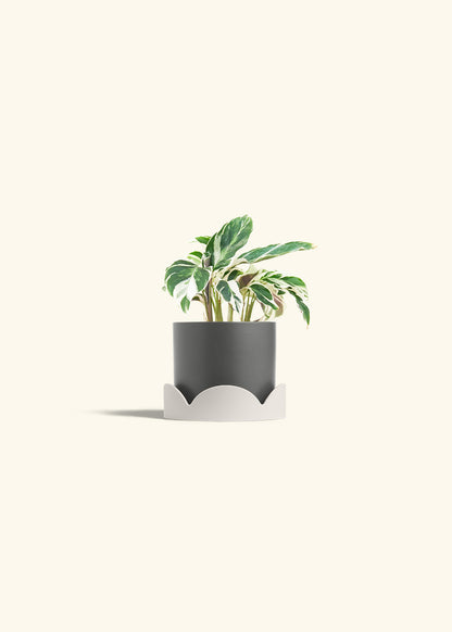 Calathea Fusion White in a 4 inches Charcoal Classic Cylinder Planter in a Oat Petal Drip Tray