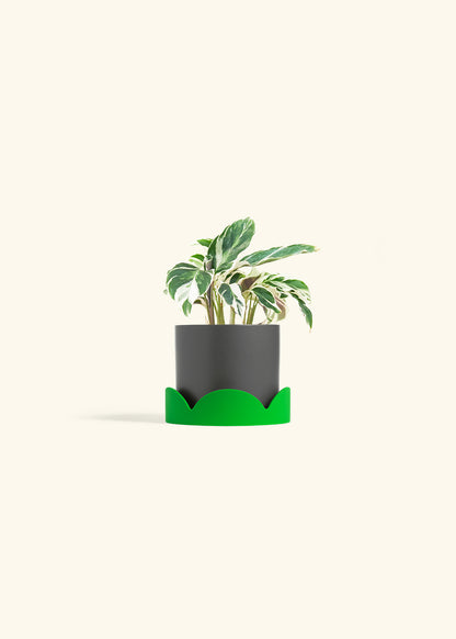 Calathea Fusion White in a 4 inches Charcoal Classic Cylinder Planter in a Shamrock Petal Drip Tray