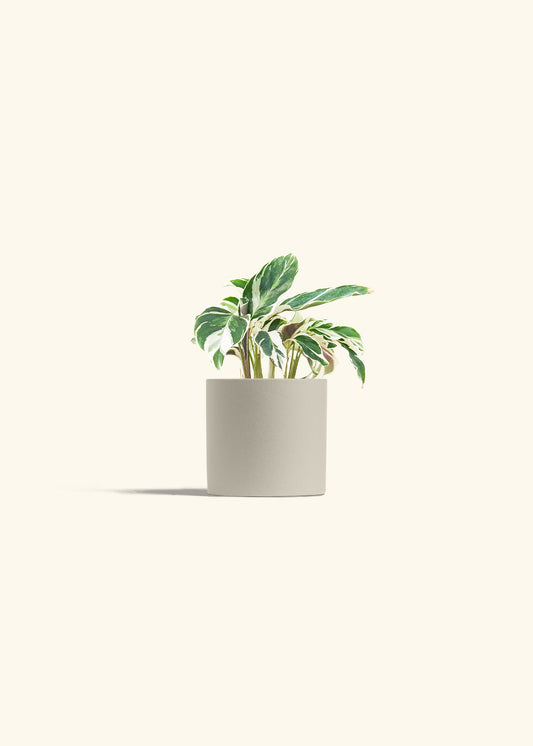 Calathea Fusion White in a 4 inches Oat Classic Cylinder Planter 