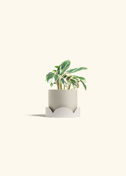 Calathea Fusion White in a 4 inches Oat Classic Cylinder Planter in a Oat Petal Drip Tray