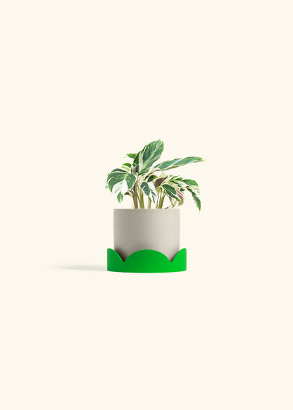 Calathea Fusion White in a 4 inches Oat Classic Cylinder Planter in a Shamrock Petal Drip Tray