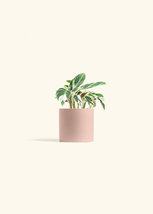Calathea Fusion White in a 4 inches Pink Classic Cylinder Planter 