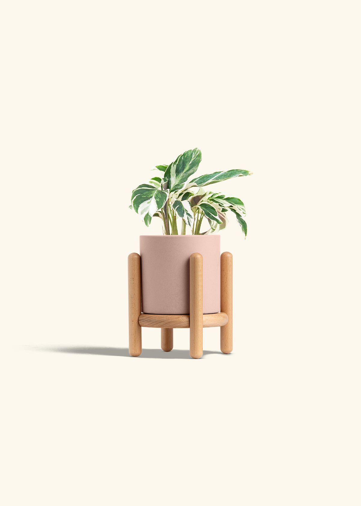 Calathea Fusion White in a 4 inches Pink Classic Cylinder Planter in a Beech Wood Stand
