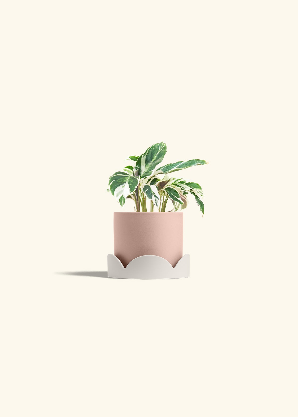 Calathea Fusion White in a 4 inches Pink Classic Cylinder Planter in a Oat Petal Drip Tray