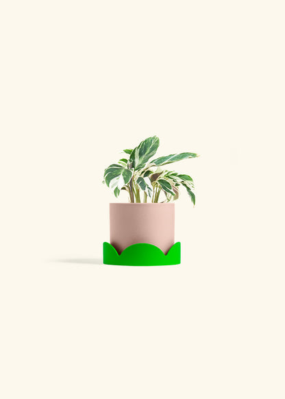 Calathea Fusion White in a 4 inches Pink Classic Cylinder Planter in a Shamrock Petal Drip Tray