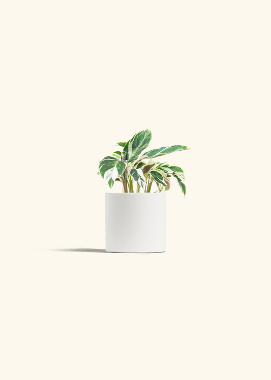 Calathea Fusion White in a 4 inches White Classic Cylinder Planter 