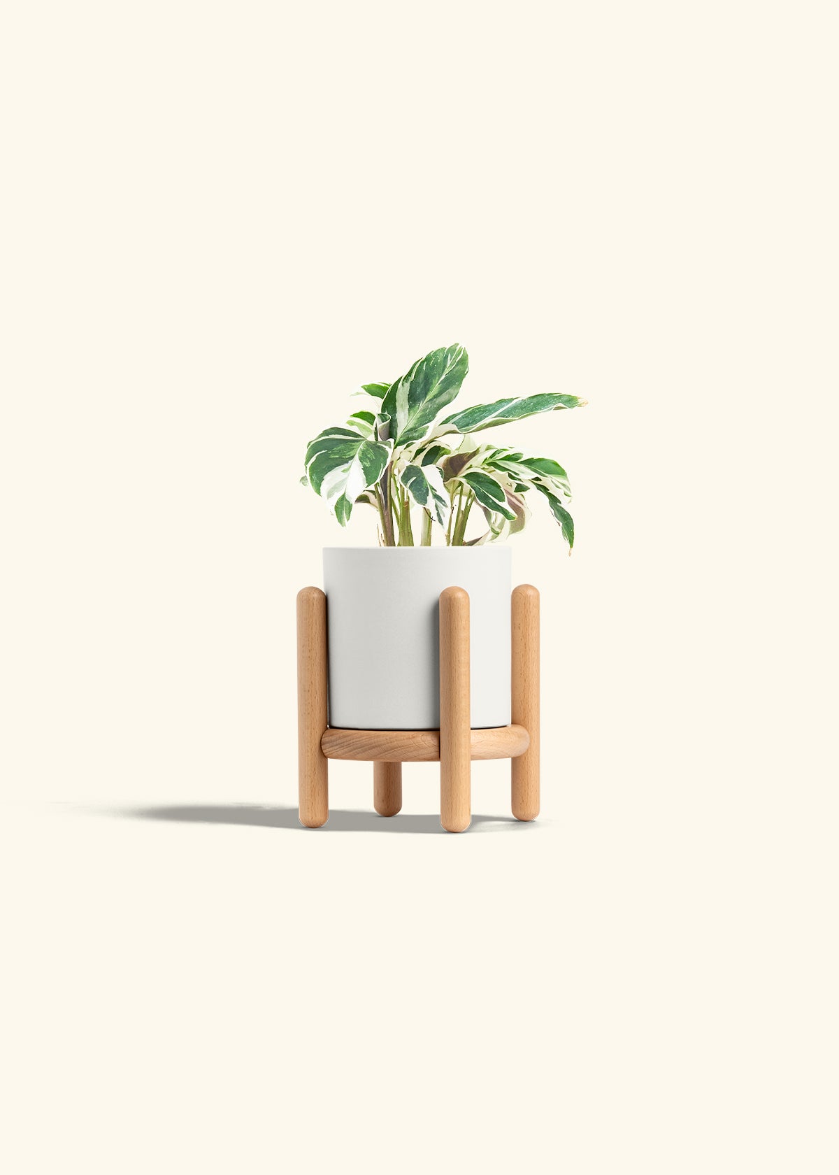 Calathea Fusion White in a 4 inches White Classic Cylinder Planter in a Beech Wood Stand