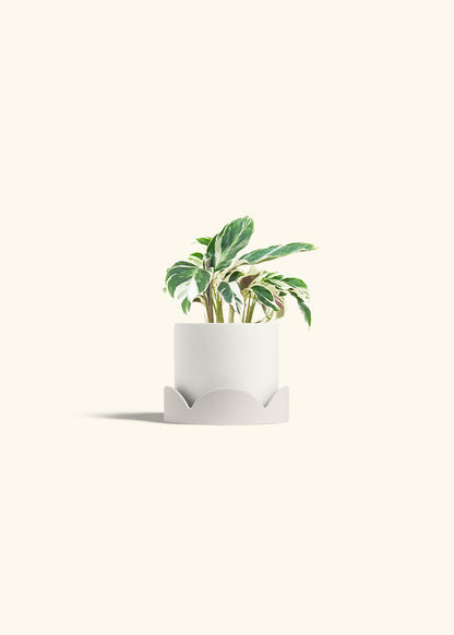 Calathea Fusion White in a 4 inches White Classic Cylinder Planter in a Oat Petal Drip Tray