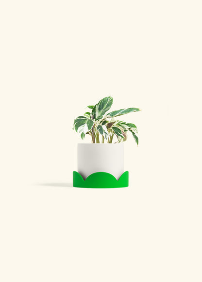 Calathea Fusion White in a 4 inches White Classic Cylinder Planter in a Shamrock Petal Drip Tray