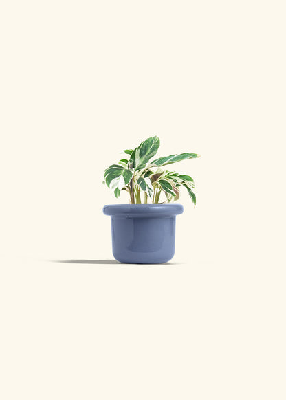 Calathea Fusion White in a 4 inches Fat Lip Blue Planter 