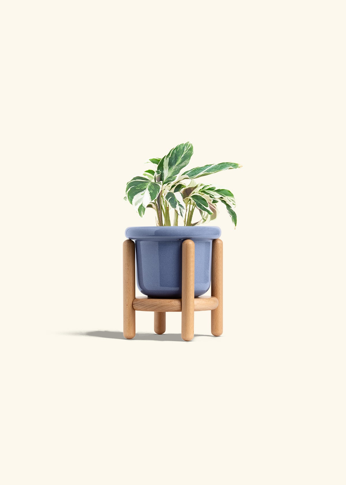 Calathea Fusion White in a 4 inches Fat Lip Blue Planter in a Beech Wood Stand