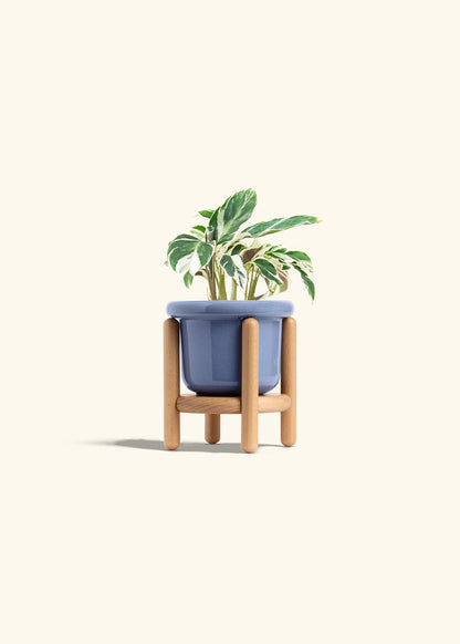 Calathea Fusion White in a 4 inches Fat Lip Blue Planter in a Beech Wood Stand
