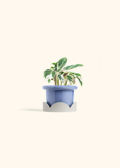 Calathea Fusion White in a 4 inches Fat Lip Blue Planter in a Oat Petal Drip Tray