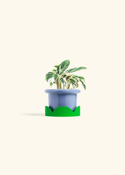 Calathea Fusion White in a 4 inches Fat Lip Blue Planter in a Shamrock Petal Drip Tray