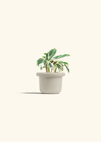 Calathea Fusion White in a 4 inches Fat Lip Oat Planter 