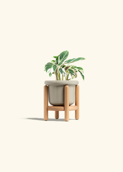 Calathea Fusion White in a 4 inches Fat Lip Oat Planter in a Beech Wood Stand