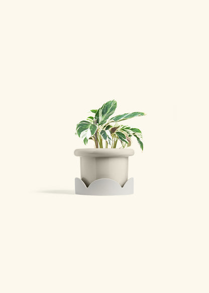 Calathea Fusion White in a 4 inches Fat Lip Oat Planter in a Oat Petal Drip Tray