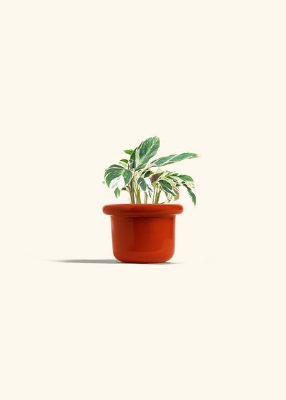Calathea Fusion White in a 4 inches Fat Lip Red Planter 