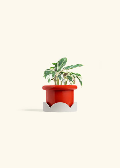 Calathea Fusion White in a 4 inches Fat Lip Red Planter in a Oat Petal Drip Tray