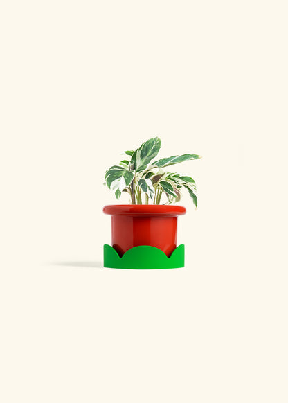 Calathea Fusion White in a 4 inches Fat Lip Red Planter in a Shamrock Petal Drip Tray