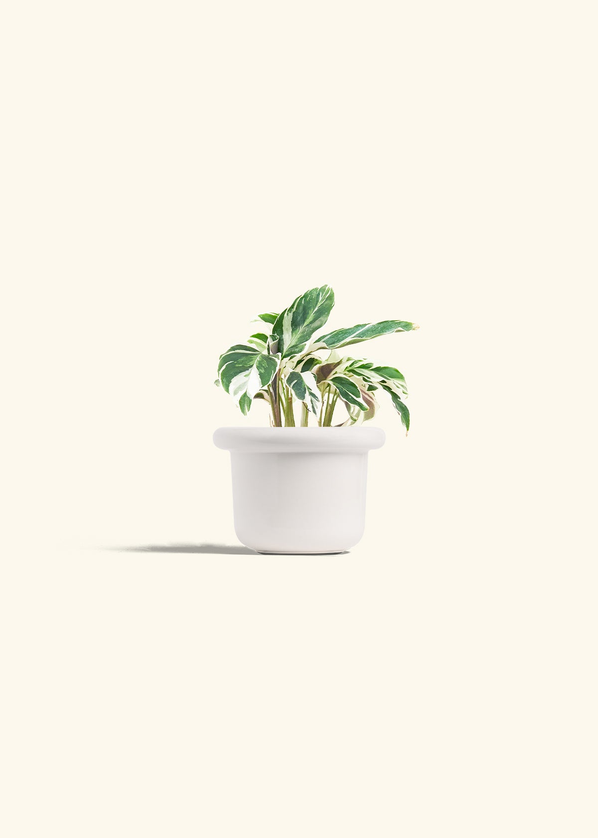 Calathea Fusion White in a 4 inches Fat Lip White Planter 