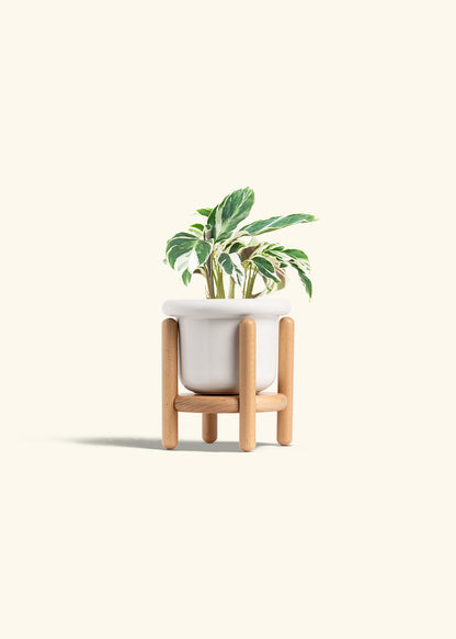 Calathea Fusion White in a 4 inches Fat Lip White Planter in a Beech Wood Stand