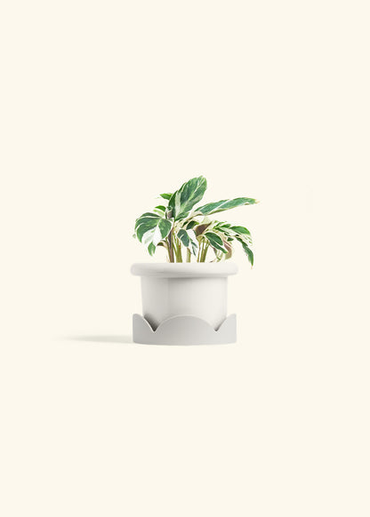 Calathea Fusion White in a 4 inches Fat Lip White Planter in a Oat Petal Drip Tray
