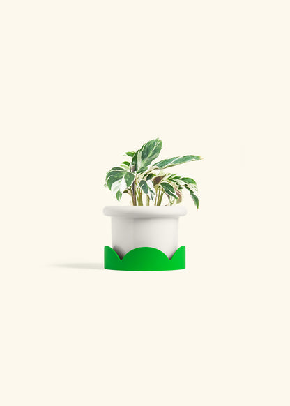 Calathea Fusion White in a 4 inches Fat Lip White Planter in a Shamrock Petal Drip Tray